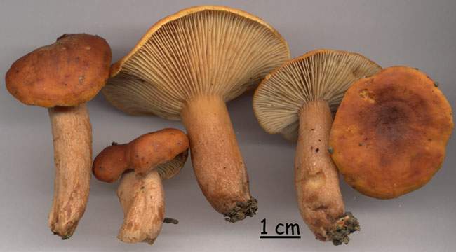 Lactarius subsericatus